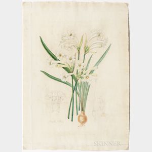 Fitch, Walter Hood (1817-1892) Original Watercolor, Cyrtanthus Lutescens , c. 1868.
