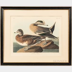 John James Audubon American Widgeon