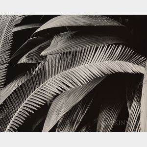 Brett Weston (American, 1911-1993) Palms, Bronx Botanical Garden