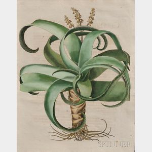Besler, Basilius (1561-1629) Aloe