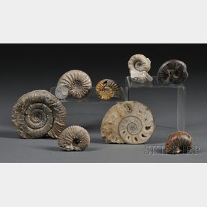 Group of Eight Ammonites