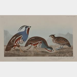 Audubon, John James (1785-1851) Plumed Partridge , Plate CCCCXXIII.