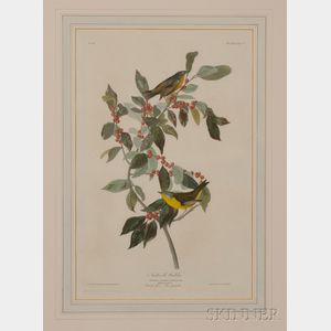 Audubon, John James (1785-1851) Nashville Warbler , Plate LXXXIX.