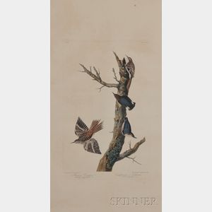 Audubon, John James (1785-1851) Brown Creeper , Plate CCCCXV.