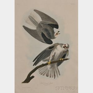 Audubon, John James (1785-1851) Black-Winged Hawk , Plate 16.