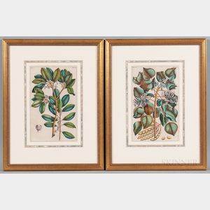 Georg Eberhard Rumphius (German, 1627-1702) Two Framed Botanical Prints from Herbarium Amboinense