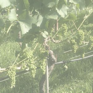 Ponsot Clos de la Roche Vieilles Vignes 2005