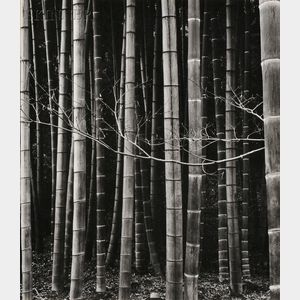 Brett Weston (American, 1911-1993) Bamboo Forest, Japan