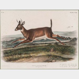 Audubon, John James (1785-1851) Long-tailed Deer, Plate CXVIII.