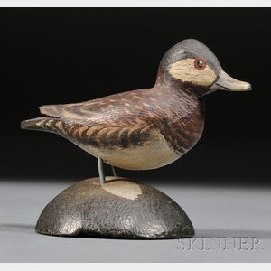 Miniature Ruddy Duck