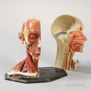 Paint-decorated Two-part Composition Anatomical Head