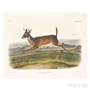 Audubon, John James (1785-1851) Long-tailed Deer, Plate CXVIII.