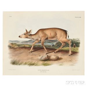 Audubon, John James (1785-1851) Black-tailed Deer, Plate LXXVIII.