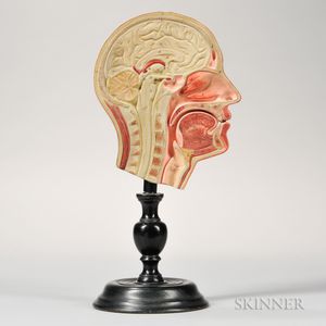 Hand-painted Cross-section Model of a Head