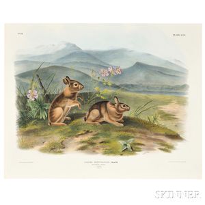 Audubon, John James (1785-1851) Nuttall's Hare, Plate XCIV.
