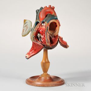 Rubber Anatomical Model of a Heart