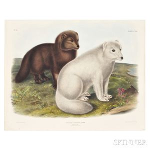 Audubon, John James (1785-1851) Arctic Fox, Plate CXXI.