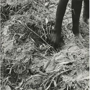 Dorothea Lange (American, 1895-1965) Thirteen Year Old Daughter of Negro Sharecropper Planting Sweet Potatoes, Olive Hill, North Caroli