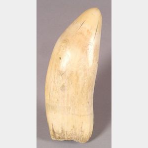 Large Engraved Whale's Tooth