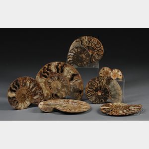 Five Ammonites