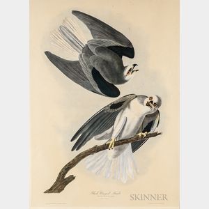 Audubon, John James (1785-1851) Black Winged Hawk.
