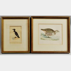 Two Framed Hand-colored Engravings of the Barbary Partridge and Brunnich's Guillemot. 