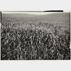 Ansel Adams (American, 1902-1984) Field of Grasses, Laguna Niguel
