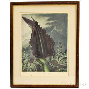 Robert John Thornton (English, 1768-1837) The Dragon Arum (from The Temple of Flora)
