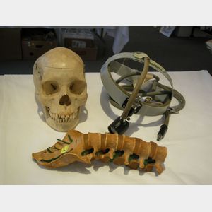 Human Skull, Model of Vertebrae, and Head-Lamp.