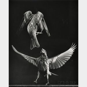 Harold E. "Doc" Edgerton (American, 1903-1990) Two Photographs: Fighting Finches