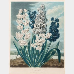 Robert John Thornton, publisher (British, c. 1768-1837) Hyacinths