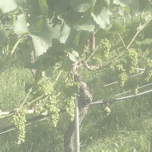 Ponsot Clos de la Roche Vieilles Vignes 2008, 1 magnum