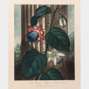 Robert John Thornton, publisher (British, c. 1768-1837) The Winged Passion-Flower