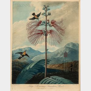 Robert John Thornton, publisher (British, c. 1768-1837) Large Flowering Sensitive Plant