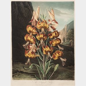 Robert John Thornton, publisher (British, c. 1768-1837) The Superb Lily
