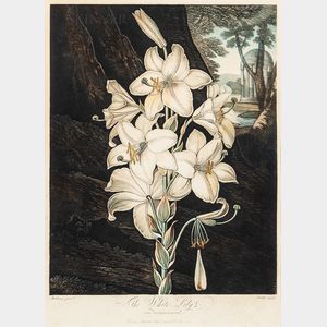 Robert John Thornton, publisher (British, c. 1768-1837) The White Lily