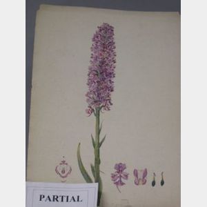 Three Floral Watercolor Studies.