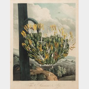 Robert John Thornton, publisher (British, c. 1768-1837) The American Aloe