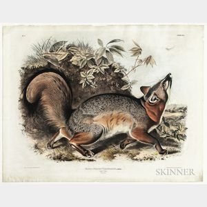 Audubon, John James (1785-1851) Canis (Vulpes) Virginianus, Grey Fox , Plate XXI.