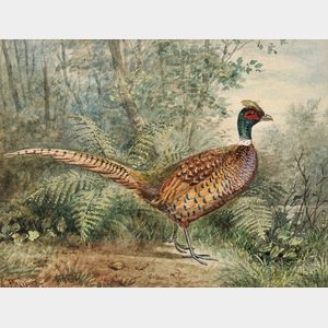 Alexander Pope, Jr. (American, 1849-1924) Three Images of Game Birds: Ringneck Pheasant, Silver Pheasant