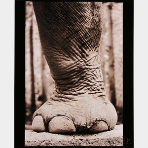 Henry Horenstein (American, b. 1947) Asiatic Elephant, Elephas maximas