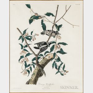 Audubon, John James (1785-1851) Downy Woodpecker , Plate CXII.