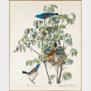 Audubon, John James (1785-1851) Blue Grosbeak , Plate CXXII.
