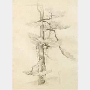 Vera Andrus (American, 1895-1979) Tree Study