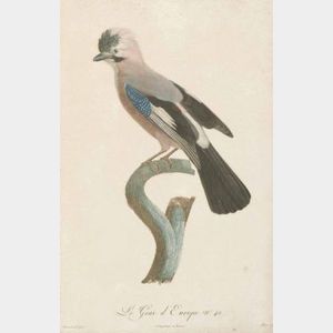 Jacques Louis Peree, engraver (French, b. 1769) Lot of Two Ornithological Prints.
