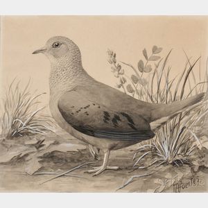 Louis Agassiz Fuertes (American, 1874-1927) Ground Dove. Female