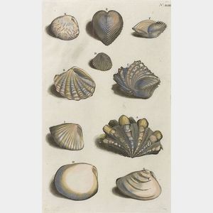 Set of Eight Framed Hand-colored Engravings of Seashells