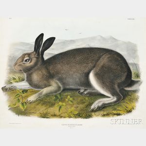 Audubon, John James (1785-1851) Polar Hare, Plate XXXII.