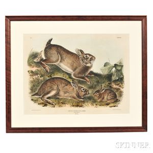 Audubon, John James (1785-1851) Grey Rabbit, Plate XXII.