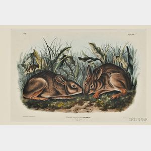 Audubon, John James (1785-1851) Marsh Hare, Plate XVIII.